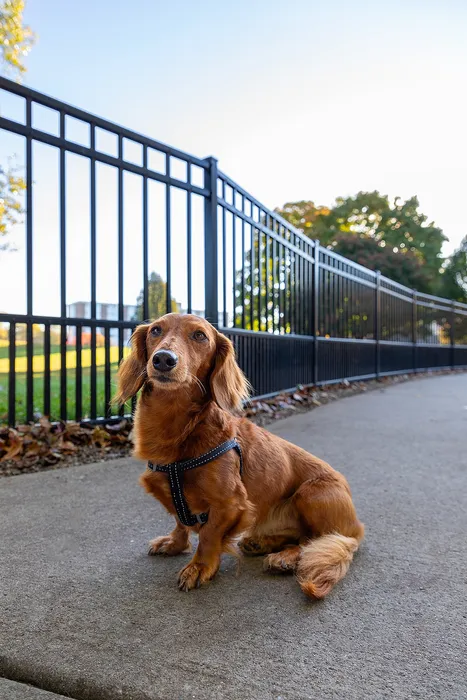 Pet Friendly Community!