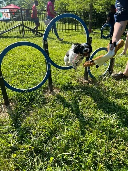Dog Park