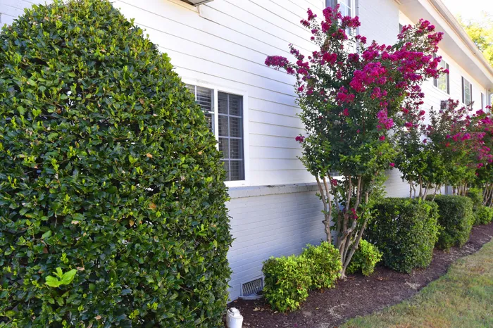 Elegant exterior with vibrant green shrubs and blooming pink flowers against a white building.