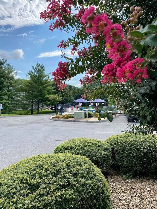 Charming garden scene with vibrant pink blossoms and manicured shrubs under a blue sky.