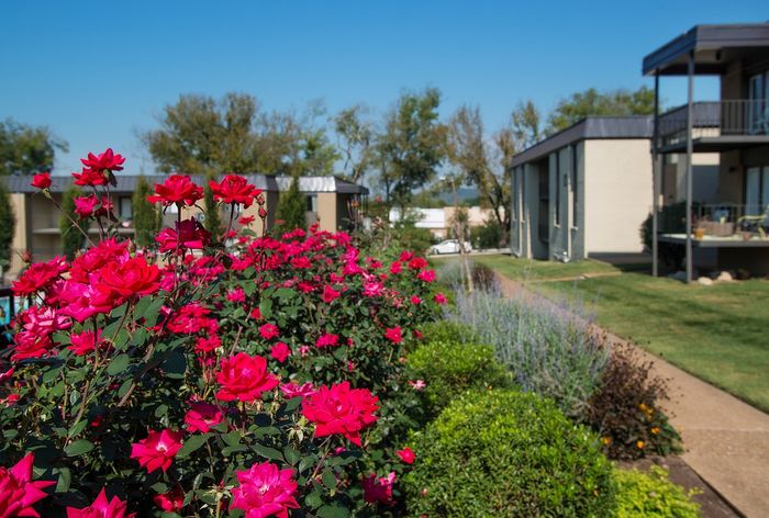 Vibrant rose garden in front of modern apartment buildings under a clear blue sky.