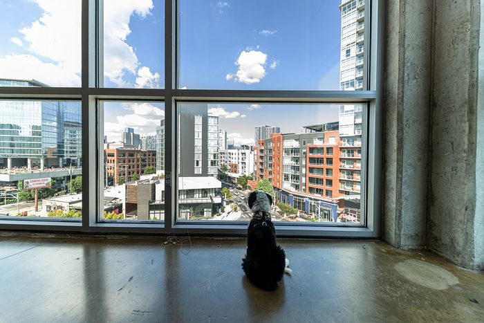 Vibrant cityscape view from an urban apartment window, featuring a cozy pet enjoying the bustling skyline.