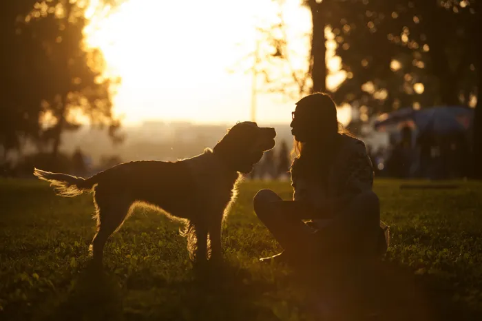 Enchanting silhouette of a person sitting on grass with a dog at sunset, creating a peaceful and heartwarming connection in nature.