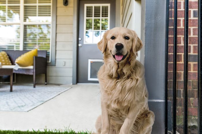 Dog Centric Community