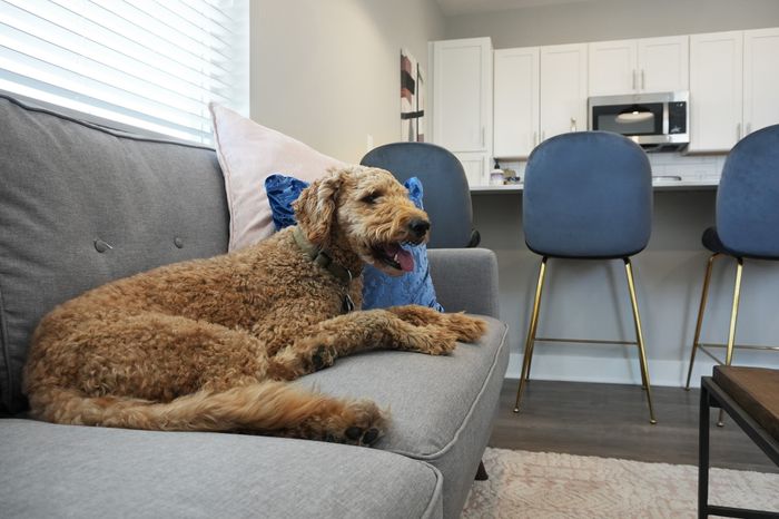 Dog on Couch
