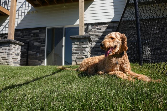Private Fenced Yards in Select Homes