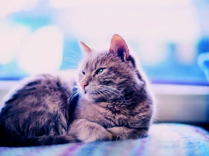 Cats Allowed