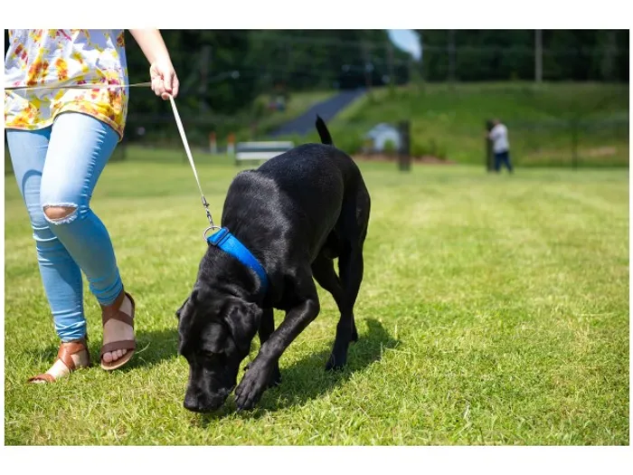 Pet-friendly community welcoming pets and their owners
