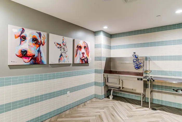 Modern pet wash station with vibrant dog-themed art, sleek stainless steel fixtures, and stylish tile accents.