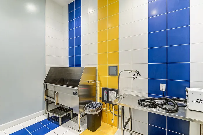 Modern grooming room with colorful blue and yellow tiled walls, stainless steel washing station, and efficient equipment setup.