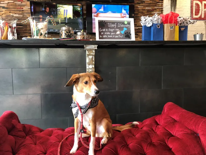 Charming dog lounge featuring a cozy red velvet sofa, modern decor, and a delightful array of treats for furry friends.