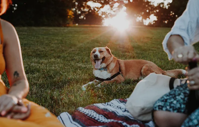 Joyful outdoor picnic scene with a happy dog lounging on a grassy field at sunset, surrounded by people enjoying a warm, relaxing day.