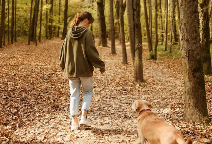 Peaceful autumn walk in the forest with a golden retriever, surrounded by tall trees and fallen leaves.