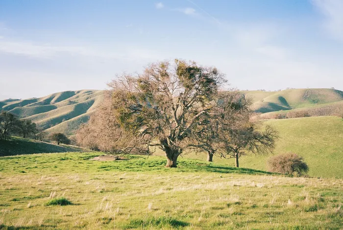 Breathtaking landscape with lush green hills and a majestic tree under a clear blue sky, showcasing nature's serene beauty.