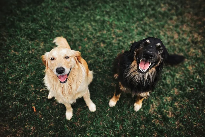 Joyful duo of smiling dogs enjoying a playful moment on lush green grass.