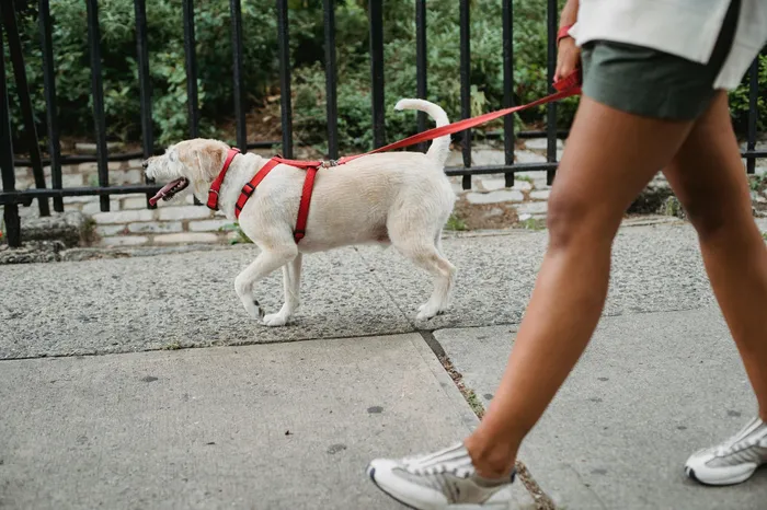 Person walking a happy dog on a sunny day, perfect for pet-friendly neighborhoods.