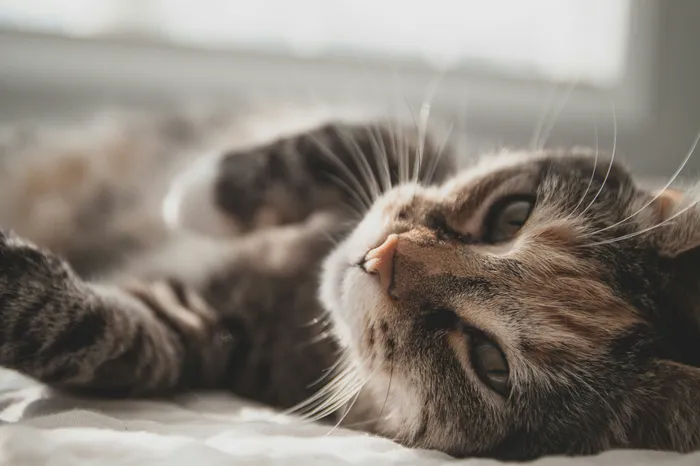 Charming close-up of a cat basking in warm, natural sunlight, highlighting its expressive green eyes and intricate fur patterns.