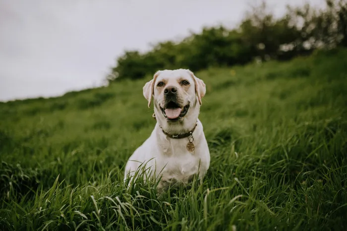 Happy Labrador retriever sitting in a lush green field, exuding joy and vitality.