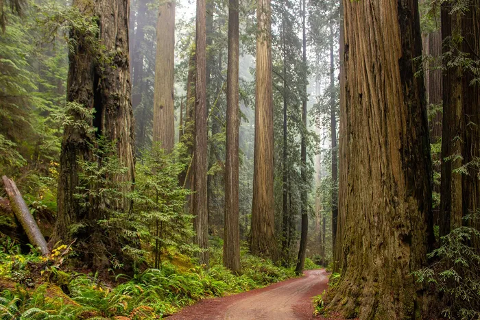 Enchanting forest path surrounded by towering redwood trees and lush greenery, offering a serene natural escape.