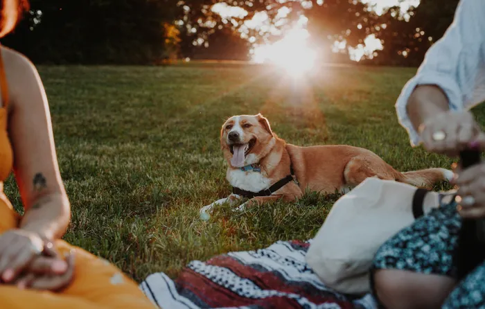 Charming outdoor scene with a happy dog relaxing on lush grass at sunset, surrounded by people enjoying a picnic.