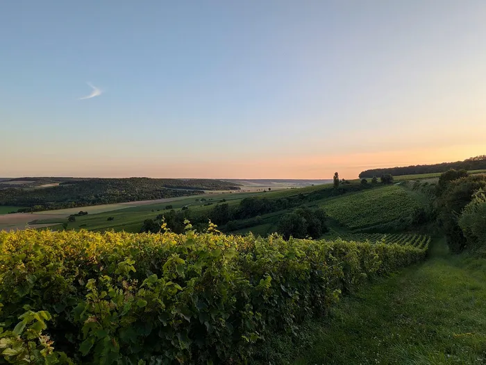 Scenic vineyard landscape at sunset, showcasing lush green rows of grapevines and rolling hills under a serene, colorful sky.