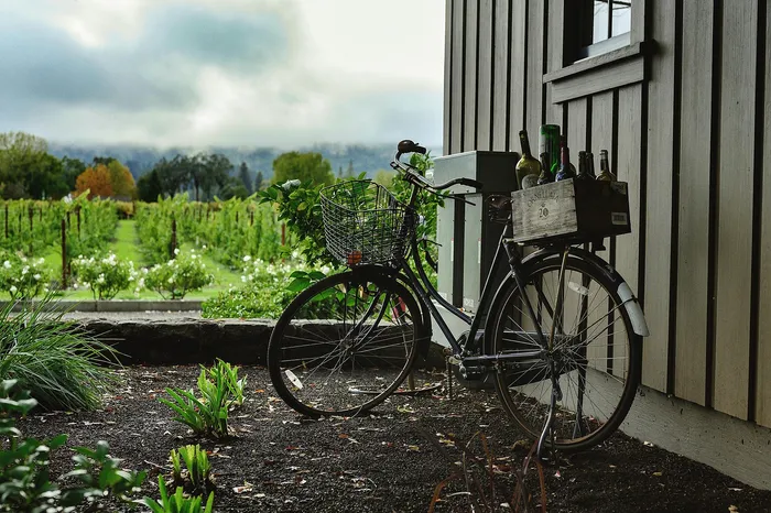 Charming countryside scene with a vintage bicycle beside a rustic building, overlooking lush vineyards under a cloudy sky.