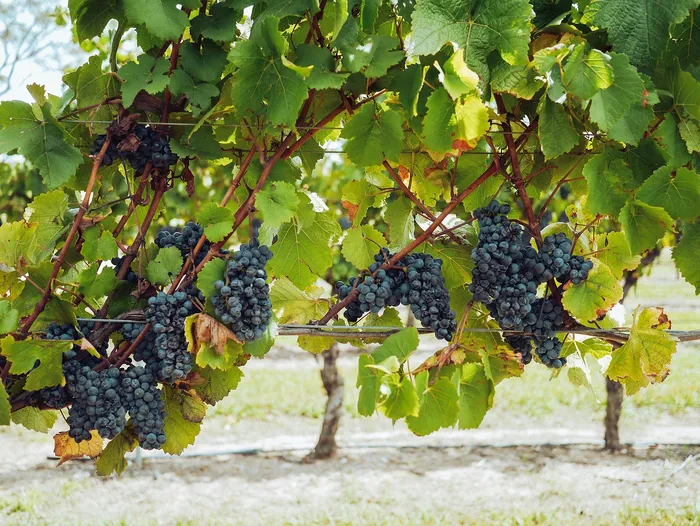Lush vineyard scene with ripe, juicy grapes hanging from vibrant green vines, capturing the essence of a thriving grape harvest.