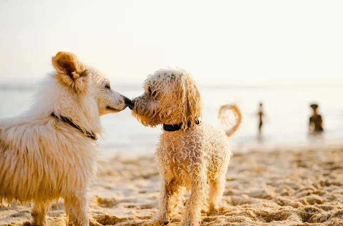 Adorable beach scene with two playful dogs sniffing each other warmly, their fur glistening in the golden sunset.