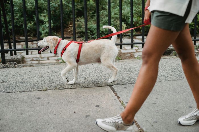 Joyful moment of a person walking their happy dog on a sunny day, highlighting a pet-friendly neighborhood with vibrant greenery.