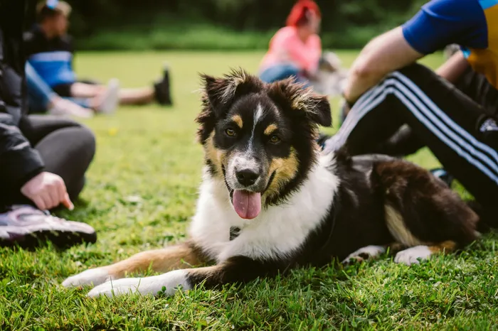Playful dog relaxing on a lush green lawn with people enjoying a sunny day in the background.