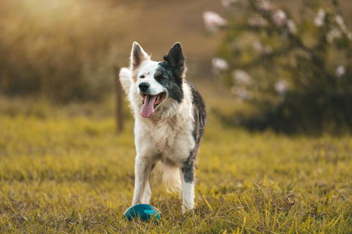 Happy dog playing with a ball in a sunlit grassy field, representing pet-friendly living at Twin Creeks.