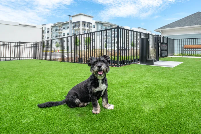 Charming dog-friendly apartment complex featuring a fenced play area with lush green grass under a clear blue sky.