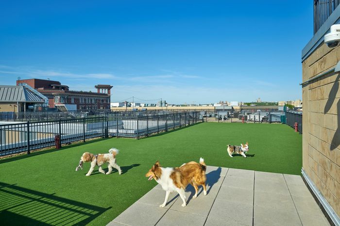 Rooftop Dog Park | Park Triangle Apartments | Columbia Heights Neighborhood | Washington DC Apartments