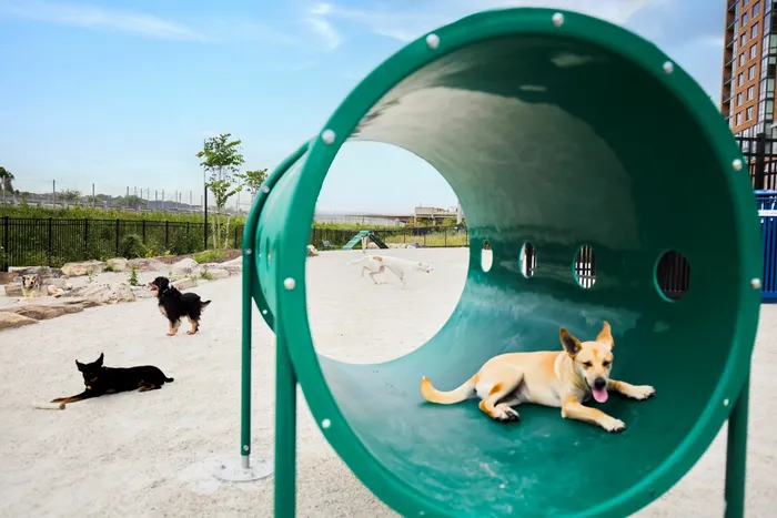 Separate Dog Parks For Big & Small Dogs | Meridian 2250 at Eisenhower Station | Luxury Alexandria VA Apartments
