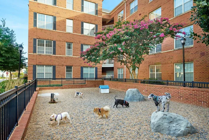 Your Dogs Will Enjoy Our Onsite Dog Park- We're Pet-Friendly With No Breed Restrictions | Madison at Ballston Station | Arlington VA Apartments
