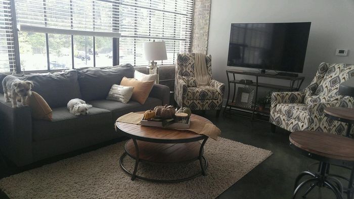 Charming living room with modern decor, featuring a cozy gray sofa accompanied by two small dogs, stylish patterned armchairs, a large flat-screen TV, and a rustic coffee table with autumn decorations.