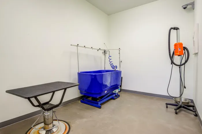 Modern pet grooming room featuring a sleek blue dog wash station, professional drying equipment, and a sturdy grooming table.
