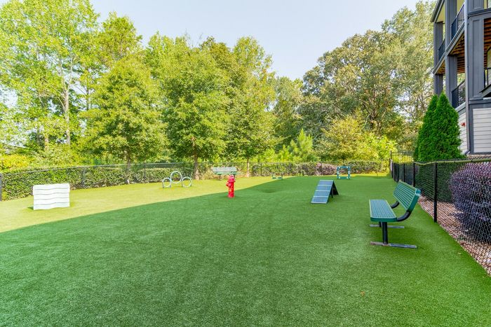 Vibrant outdoor play area for pets featuring agility equipment and lush green surroundings.