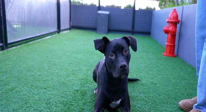 Pet-friendly apartment rooftop with lush green artificial grass, ideal for relaxation and play, featuring pet amenities such as a decorative red fire hydrant.