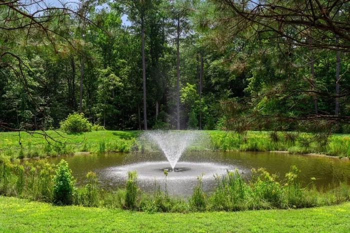 Pond