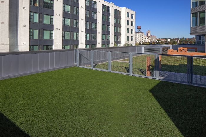 NV outdoor dog area