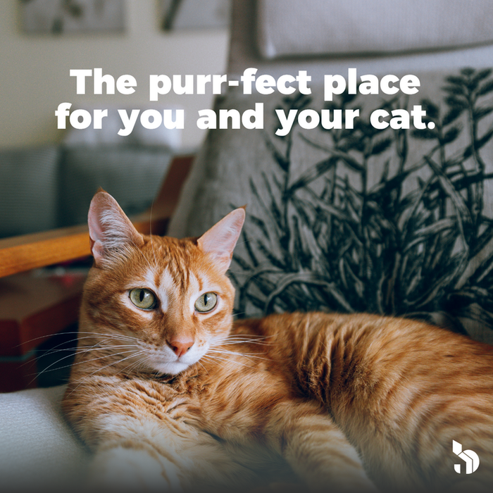 Cozy apartment living with a tranquil atmosphere, featuring a relaxed cat lounging on a soft armchair.