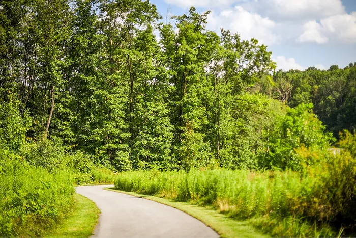 Scenic park pathway surrounded by lush green trees and vibrant foliage under a blue sky.