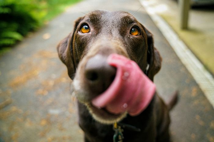 dog pet friendly apartments