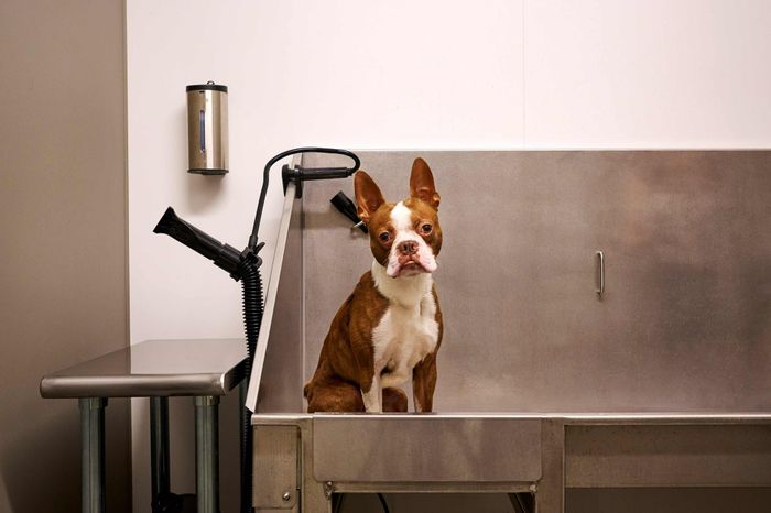 Studio Apartments in Woodstock, OR - Novus - Dog Spa with a Drying Nozzle, Towel Dispenser, and a Side Table