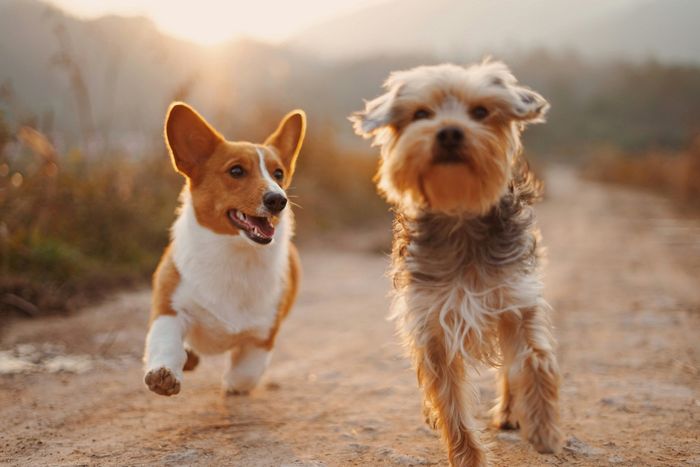 two small dogs running
