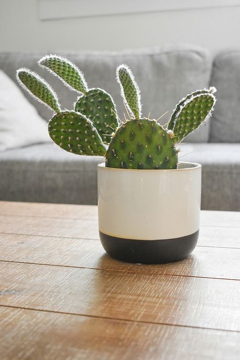 small cactus in a planter on top of a coffee table with a grey sofa in the back