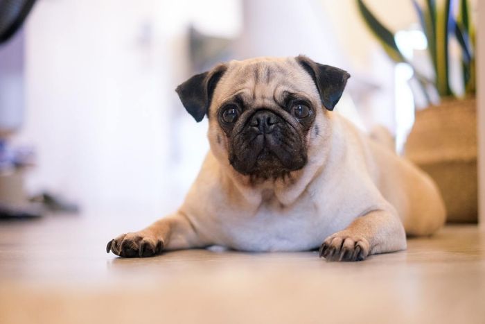 A small dog with black features laying on the floor in a pet friendly building.