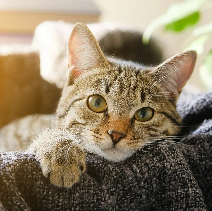 A small Persian cat on a couch in a cat friendly building.