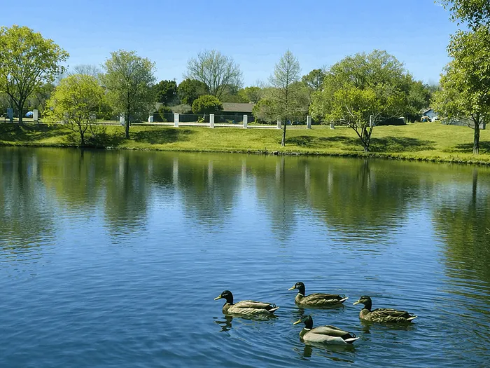 lake with ducks on property